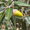 Bellota en Calldetens