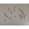 Bandada de palomas