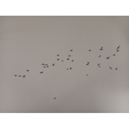 Bandada de palomas