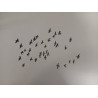 Bandada de palomas