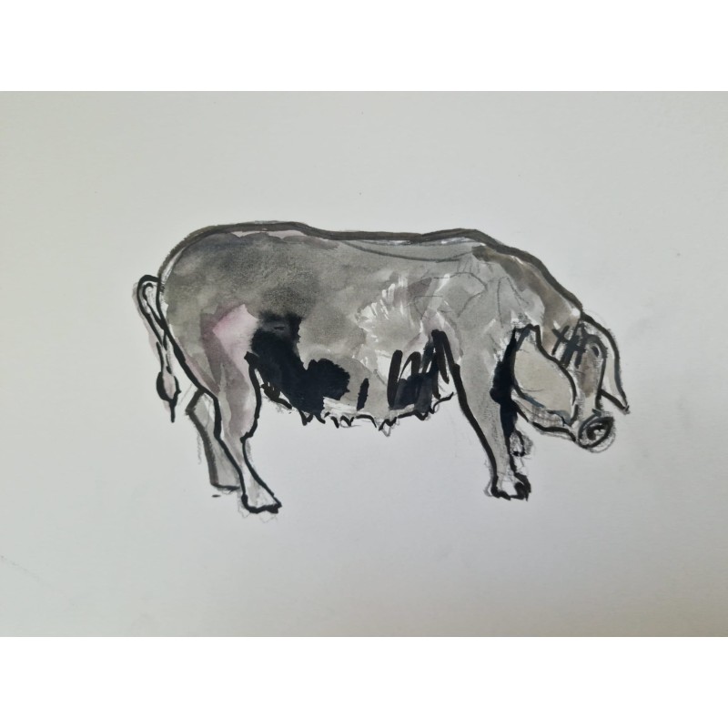 Cochino negro Canario