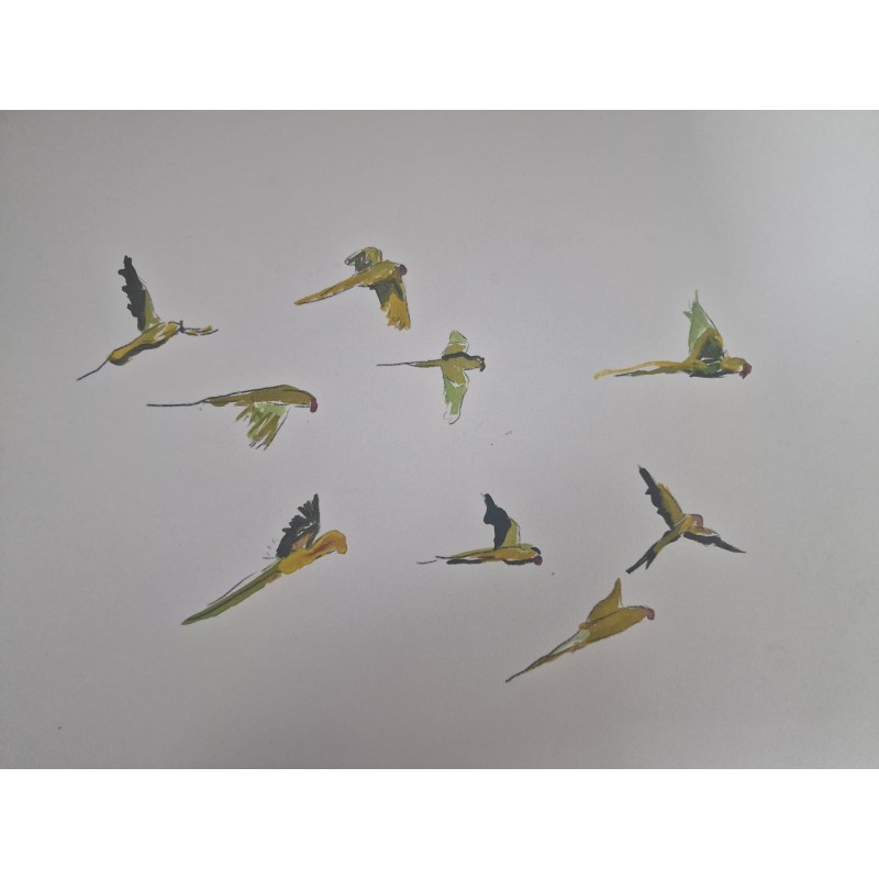 Cotorras africanas de Kramer sobrevolando San Cristóbal de La Laguna