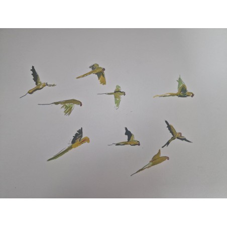 Cotorras africanas de Kramer sobrevolando San Cristóbal de La Laguna