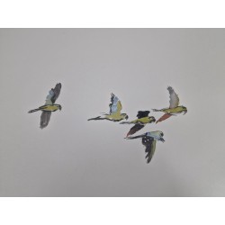 Cotorras africanas de Kramer sobrevolando San Cristóbal de La Laguna