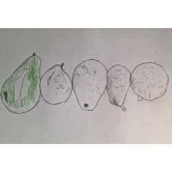 Variedades de aguacate Canarias