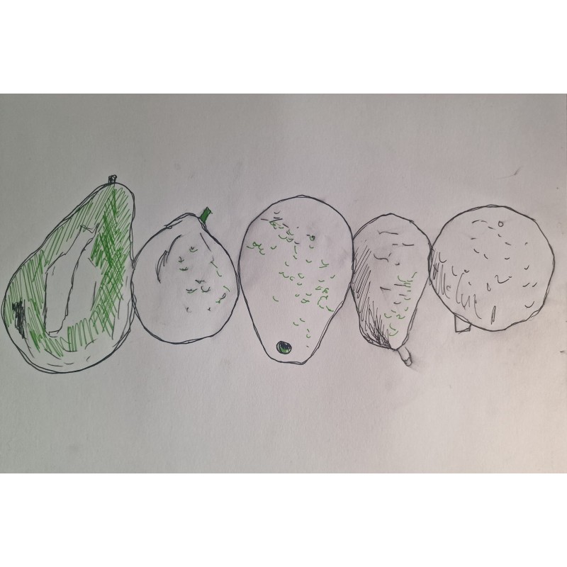 Variedades de aguacate Canarias