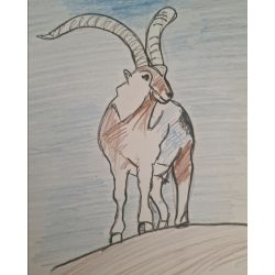 Íbice de los Pirineos