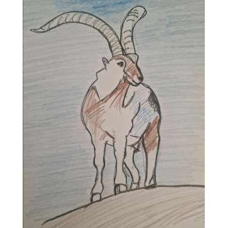 Íbice de los Pirineos