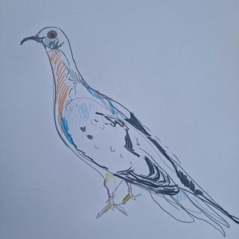 La paloma migratoria