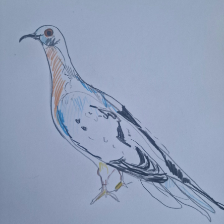 La paloma migratoria