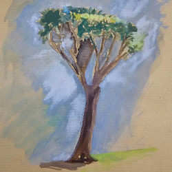 Drago de la plaza de junta general en San Cristóbal de La Laguna