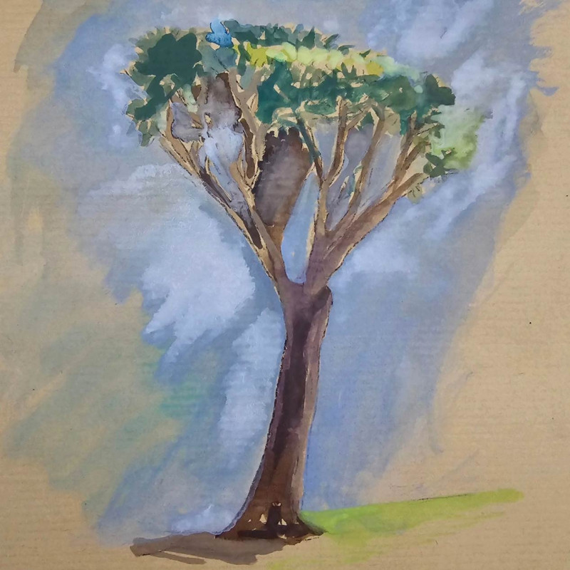 Drago de la plaza de junta general en San Cristóbal de La Laguna